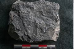 Foto (Detailansicht) von Annularia minuta Brongniart (NHMW-GEO-2024-0188-11014)